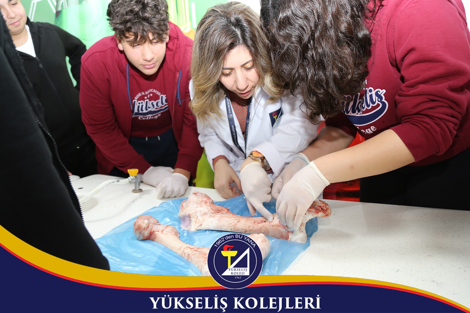 Kemiklerin Yapısı ve Sağlığı Üzerine Uygulamalı Laboratuvar Çalışması